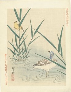 水鸟观黄莺
狩野常信的花鸟素描（系列标题）
Kano Tsunenobu kacho gafu（物体上的系列标题） 作者 青木小三郎