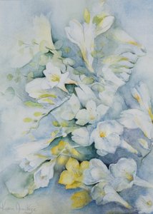 Freesia Eldus，巨人白 作者 卡伦·阿米蒂奇（Karen Armitage）