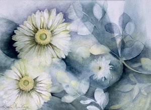 非洲菊詹姆森二世 作者 卡伦·阿米蒂奇（Karen Armitage）