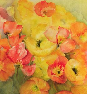 冰岛罂粟花Nudicaule