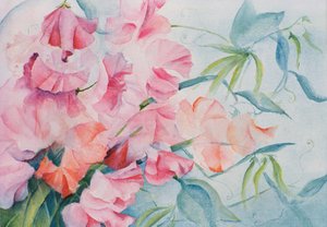 Lathyrus Odoratus，甜豌豆（水平） 作者 卡伦·阿米蒂奇（Karen Armitage）
