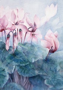 粉红色仙客来Pseudibericum 作者 卡伦·阿米蒂奇（Karen Armitage）