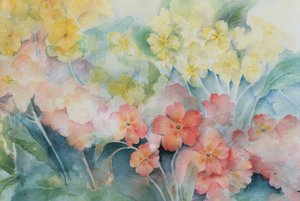 Polyanthus，混合杂种