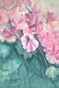 甜豌豆，粉红骄傲（垂直） 作者 卡伦·阿米蒂奇（Karen Armitage）