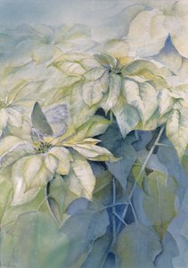 白色一品红（垂直） 作者 卡伦·阿米蒂奇（Karen Armitage）