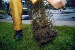 狂犬病疫苗接种，2005 年（照片）