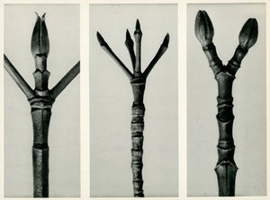 Cornus Nuttallii，1929（照相凹版） 作者 卡尔·布罗斯费尔特