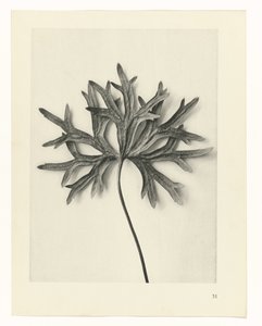 植物研究
艺术原型：植物摄影图像（系列名称） 作者 卡尔肾村