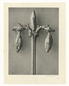 植物研究
艺术原型：植物摄影图像（系列名称） 作者 卡尔肾村