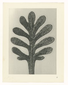 植物研究
艺术原型：植物摄影图像（系列名称） 作者 卡尔肾村