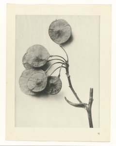 植物研究
原始艺术形式（系列名称） 作者 卡尔肾村
