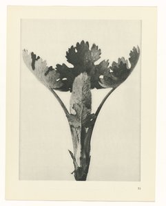 植物研究
原始艺术形式（系列名称） 作者 卡尔肾村