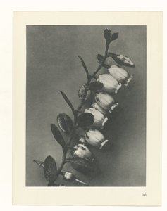 植物研究
原始艺术形式（系列名称） 作者 卡尔肾村