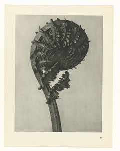 植物研究
原始艺术形式（系列名称） 作者 卡尔肾村