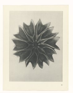 植物研究
原始艺术形式（系列名称） 作者 卡尔肾村