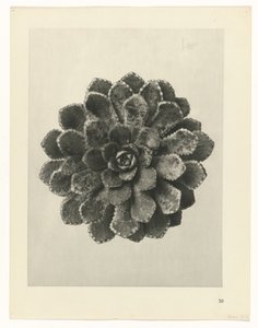 植物研究
原始艺术形式（系列名称） 作者 卡尔肾村