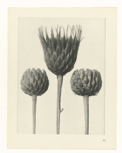 植物研究
原始艺术形式（系列名称） 作者 卡尔肾村