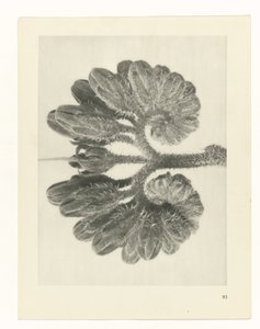 植物研究
原始艺术形式（系列名称） 作者 卡尔肾村