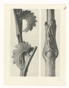 植物研究
原始艺术形式（系列名称） 作者 卡尔肾村