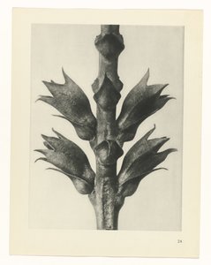 植物研究
原始艺术形式（系列名称） 作者 卡尔肾村