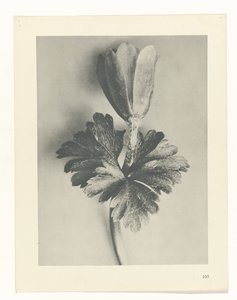 植物研究
原始艺术形式（系列名称） 作者 卡尔肾村