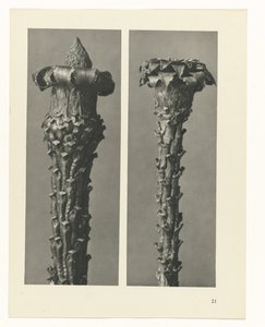 植物研究
原始艺术形式（系列名称） 作者 卡尔肾村