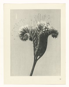植物研究
原始艺术形式（系列名称） 作者 卡尔肾村