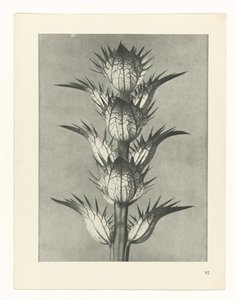 植物研究
原始艺术形式（系列名称） 作者 卡尔肾村