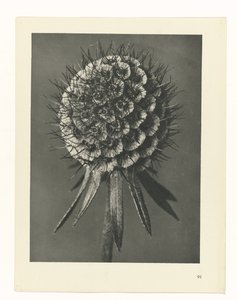 植物研究
原始艺术形式（系列名称） 作者 卡尔肾村