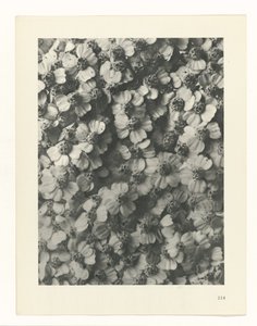植物研究
原始艺术形式（系列名称） 作者 卡尔肾村