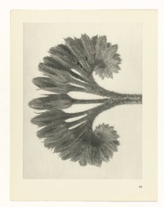 植物研究
原始艺术形式（系列名称） 作者 卡尔肾村