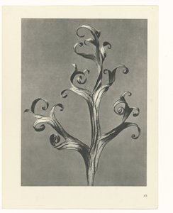 植物研究
原始艺术形式（系列名称） 作者 卡尔肾村