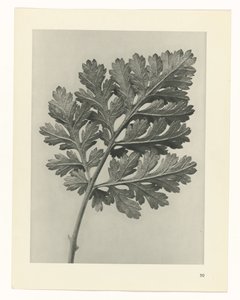 植物研究
原始艺术形式（系列名称） 作者 卡尔肾村