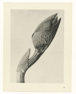 植物研究
原始艺术形式（系列名称） 作者 卡尔肾村