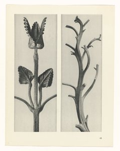 植物研究
原始艺术形式（系列名称） 作者 卡尔肾村