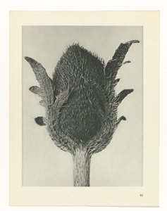 植物研究
原始艺术形式（系列名称） 作者 卡尔肾村
