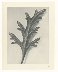 植物研究
原始艺术形式（系列名称） 作者 卡尔肾村