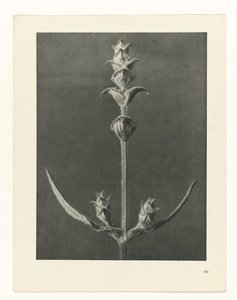 植物研究
原始艺术形式（系列名称） 作者 卡尔肾村