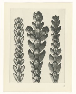 植物研究
原始艺术形式（系列名称） 作者 卡尔肾村