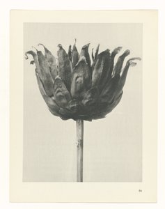 植物研究
原始艺术形式（系列名称） 作者 卡尔肾村