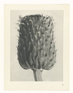 植物研究
原始艺术形式（系列名称） 作者 卡尔肾村