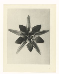 植物研究
原始艺术形式（系列名称） 作者 卡尔肾村