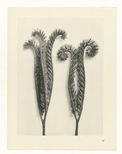 植物研究
原始艺术形式（系列名称） 作者 卡尔肾村