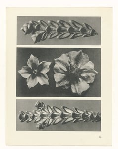 植物研究
原始艺术形式（系列名称） 作者 卡尔肾村