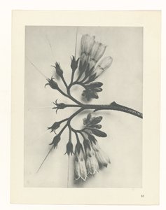 植物研究
原始艺术形式（系列名称） 作者 卡尔肾村