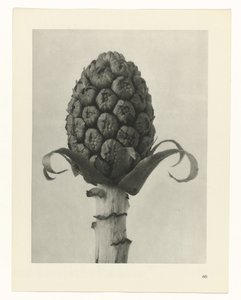 植物研究
原始艺术形式（系列名称） 作者 卡尔肾村