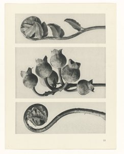 植物研究
原始艺术形式（系列名称） 作者 卡尔肾村