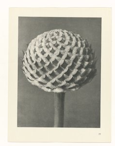 植物研究
原始艺术形式（系列名称） 作者 卡尔肾村