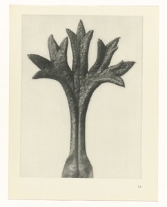 植物研究
原始艺术形式（系列名称） 作者 卡尔肾村
