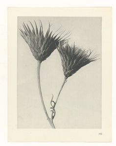 植物研究
原始艺术形式（系列名称） 作者 卡尔肾村